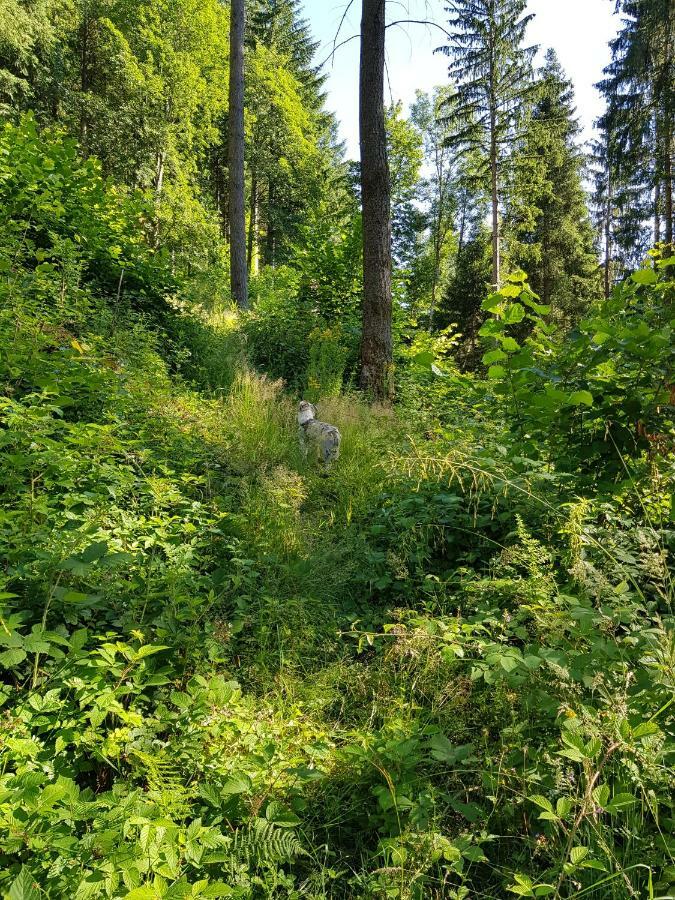 Wiesenblume Daire Schönau im Schwarzwald Dış mekan fotoğraf